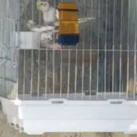 عروس هلندی مولد رو تخم