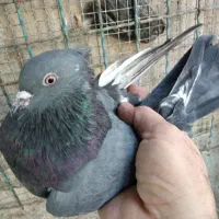 کبوتر|پرنده|هشتگرد, تهران دشت|دیوار