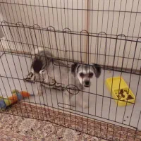 واگذاری رایگان شیتزو تریر ۱۱ ماهه