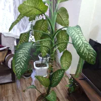 گل دیفن سرحال