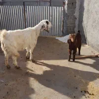 بزو بزغاله|حیوانات مزرعه|شیروان (خراسان), |دیوار