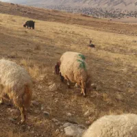 گوسفند یا میش