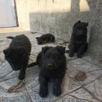 توله ژرمن موبلندبلک و دورنگ|سگ|هشتگرد, هشتگرد قدیم|دیوار