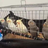 عروس مولد به شرط با جوجه|پرنده|قم, زاویه|دیوار