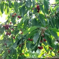 گیلاس درجه یک و کاملا سالم و خوشمزه