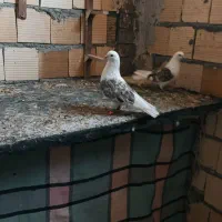 پشت سرور و کله سرخ و کرم نر|پرنده|شیراز, شهرک گلها|دیوار