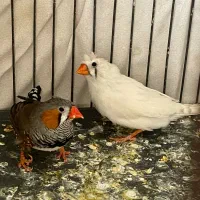 دو‌ جفت فنچ کاکلی مولد