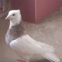 طوقی صرب کفتر کله سینه نقش رنگی