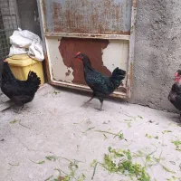 سلام یک عددخروس خالص سیاه چهل تاج|حیوانات مزرعه|شاهین دژ, |دیوار