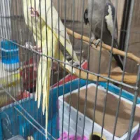 عروس هلندی نر و ماده|پرنده|ماهدشت, |دیوار