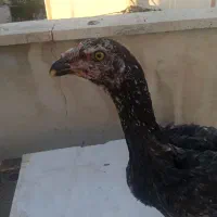 لاری|پرنده|بهارستان, |دیوار