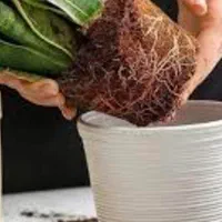 تعویض خاک گلدان در محل|گل و گیاه طبیعی|تهران, باغ خزانه|دیوار