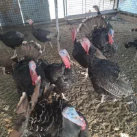 بوقلمون برنز|حیوانات مزرعه|تهران, شهرک طالقانی|دیوار