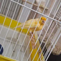 قناری نر زرد طلایی