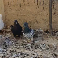 بوم پرشی|پرنده|اصفهان, سرشبادران|دیوار