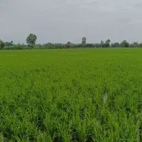 زمین کشاورزی سنتی ، (شالیزار) لنگرود