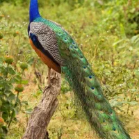 فروش طاووس|پرنده|بومهن, |دیوار