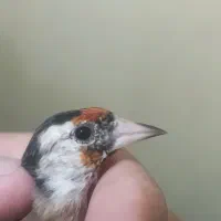 دوعدد سهره داغسر