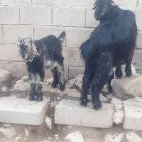 بز جوان و خوش سر گوش معاوضه با میش خوب