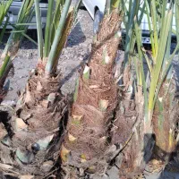 پاجوشکده عباسی فروش انواع پاجوش نخل های درجه یک