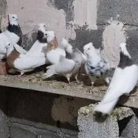 کبوتر|پرنده|زنجان, |دیوار