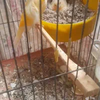 قناری نر ماده جفت
