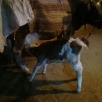 یک راس گاو با گوساله سمینتال|حیوانات مزرعه|گیلان غرب, |دیوار