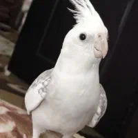 عروس هلندی نر مست