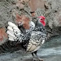 مجموعه ماکیان زینتی