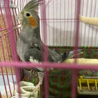 یک جفت عروس هلندی|پرنده|سبزوار, امیر کبیر|دیوار