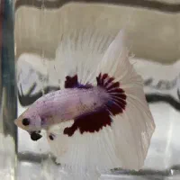 فایتر Betta|ماهی|شیراز, فرگاز|دیوار