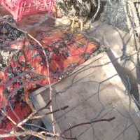 خروس محلی جوان|حیوانات مزرعه|شاهین دژ, |دیوار