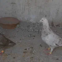 یک جفت کبوتر نامه بر
