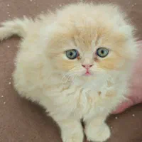 گربه پرشین و اسکاتیش