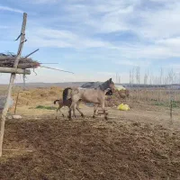 مادیان شش دانگ سواری دار