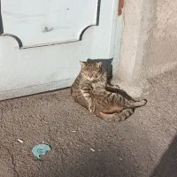 لاستیک‌‌رینگ‌15