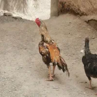سلام خروس فروشی هست