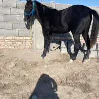 کره  مادیان|اسب و تجهیزات اسبسواری|اردبیل, |دیوار