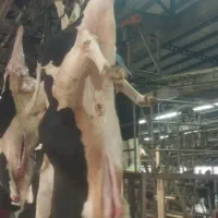 پخش خرده و عمده گوشت گوساله و گوسفند|خوردنی و آشامیدنی|یزد, |دیوار