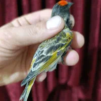 گلبسر نر زعفرانی|پرنده|مشهد, انصار|دیوار