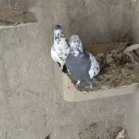 تعدادی کفتر دونه ای 150|پرنده|اردکان, |دیوار
