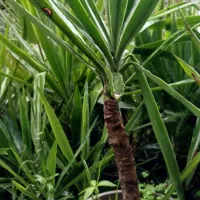 فروش یوکا باغچه ای  آپارتمانی|گل و گیاه طبیعی|رودسر, |دیوار