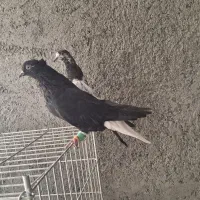 سیاه دم سفید کاکل میخ یک جفت مطلق تخت دم سفید|پرنده|نجفآباد, فاز ۴ شهرک آزادگان|دیوار