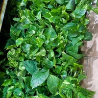 پتوس پرریشه ۶۵ت|گل و گیاه طبیعی|بیرجند, |دیوار