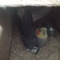 عروس هلندی های استثنایی|پرنده|مشهد, چهاربرج|دیوار