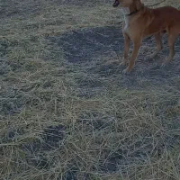 واگزاری سگ نگهبان|سگ|کرمانشاه, |دیوار