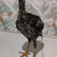 جوجه خروس لاری|حیوانات مزرعه|خاش, |دیوار