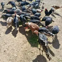 بوقلمون محلی