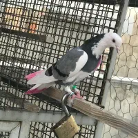 کفتر|پرنده|تهران, فلاح|دیوار
