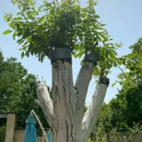 هرس / خدمات باغبانی توسط مهندسین کشاورزی